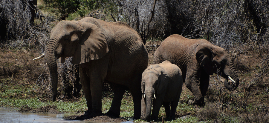 Lewa Conservancy Laikipia Kenya