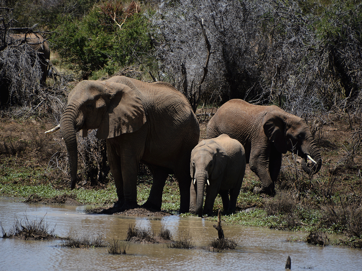 Lewa Conservancy Laikipia Kenya