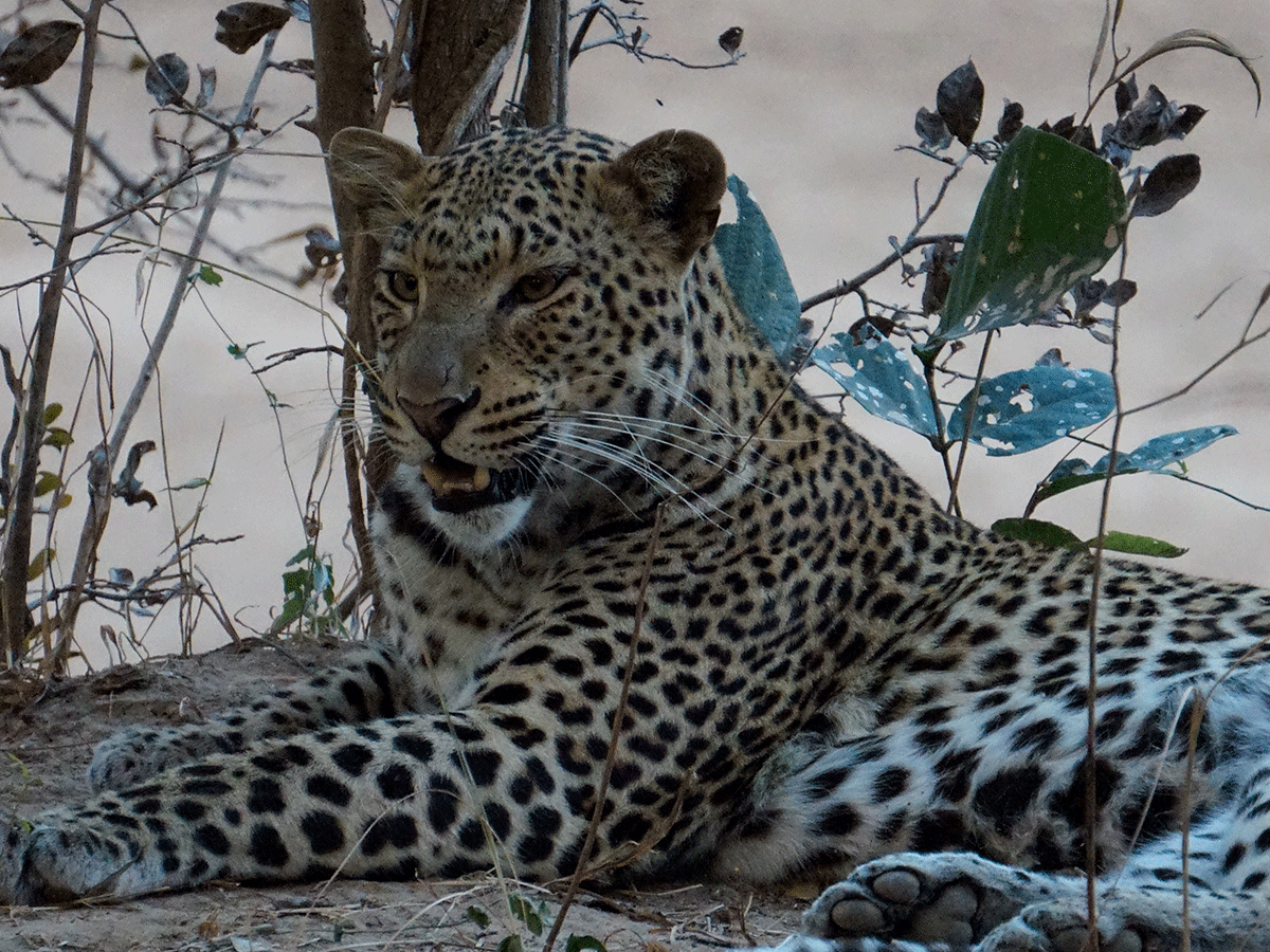 Loisaba Conservancy Laikipia Kenya