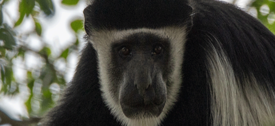 Monkey Tracking in Nyungwe Forest