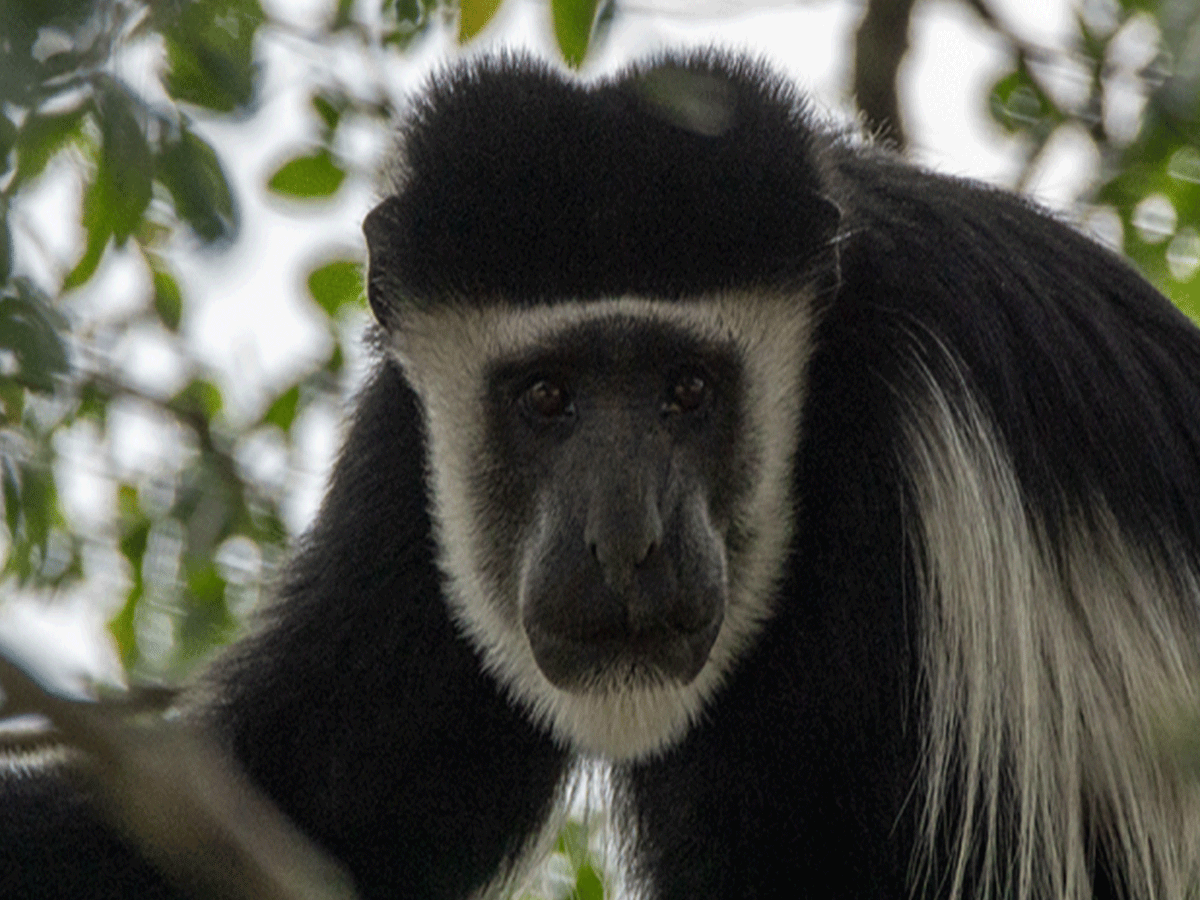 Monkey Tracking in Nyungwe Forest