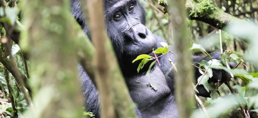 Mountain Gorilla Trekking Safaris