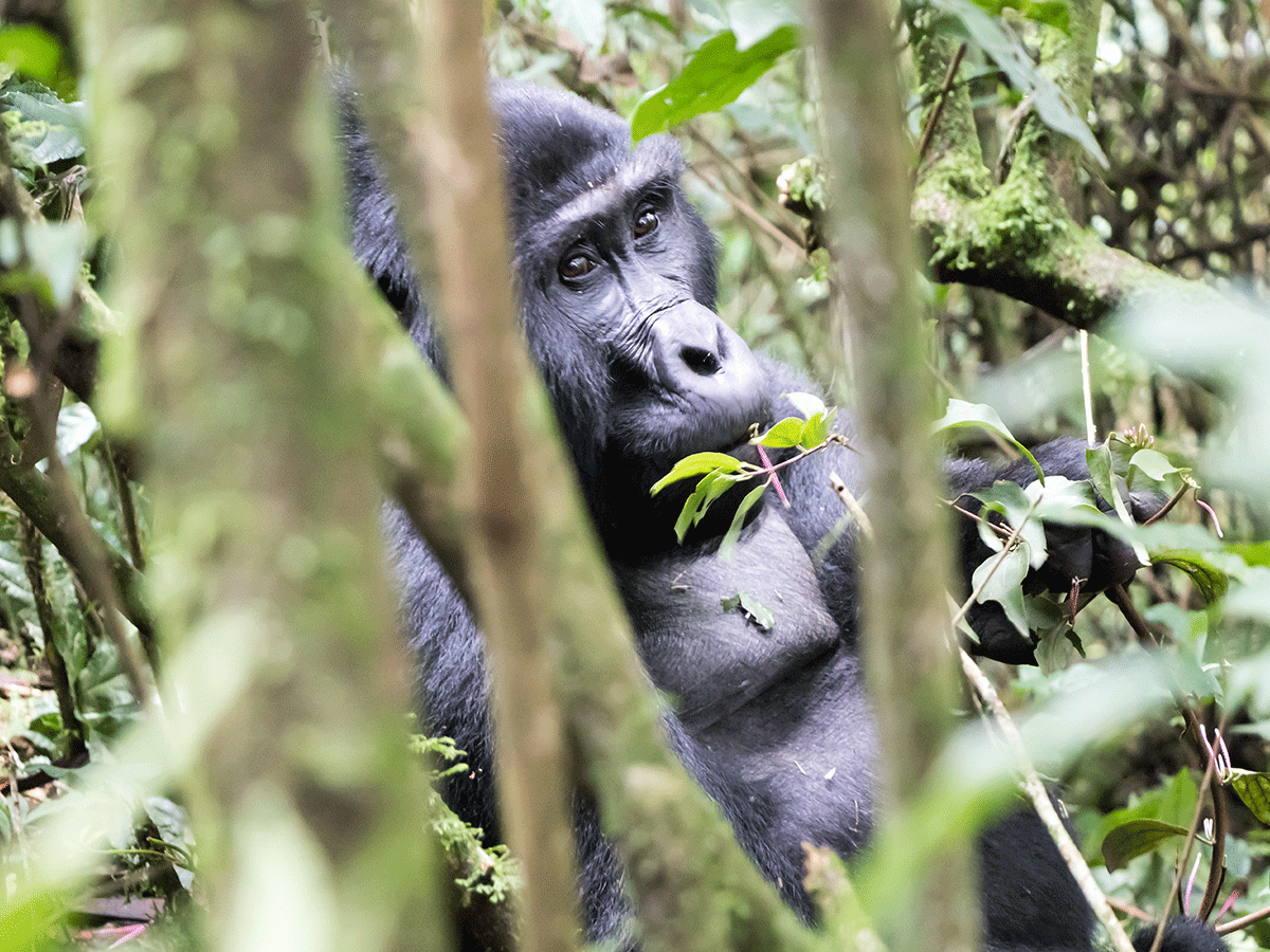 Mountain Gorilla Trekking Safaris