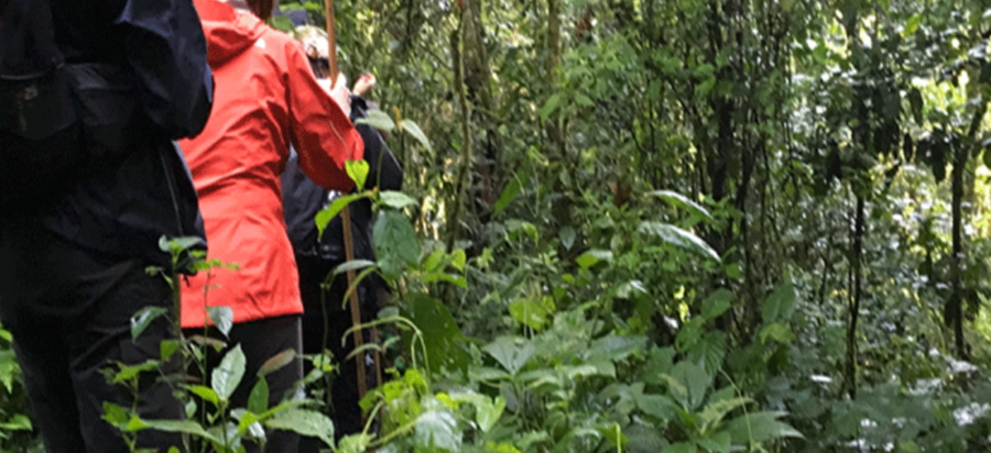 Nature and Hiking trails in Nyungwe National Park