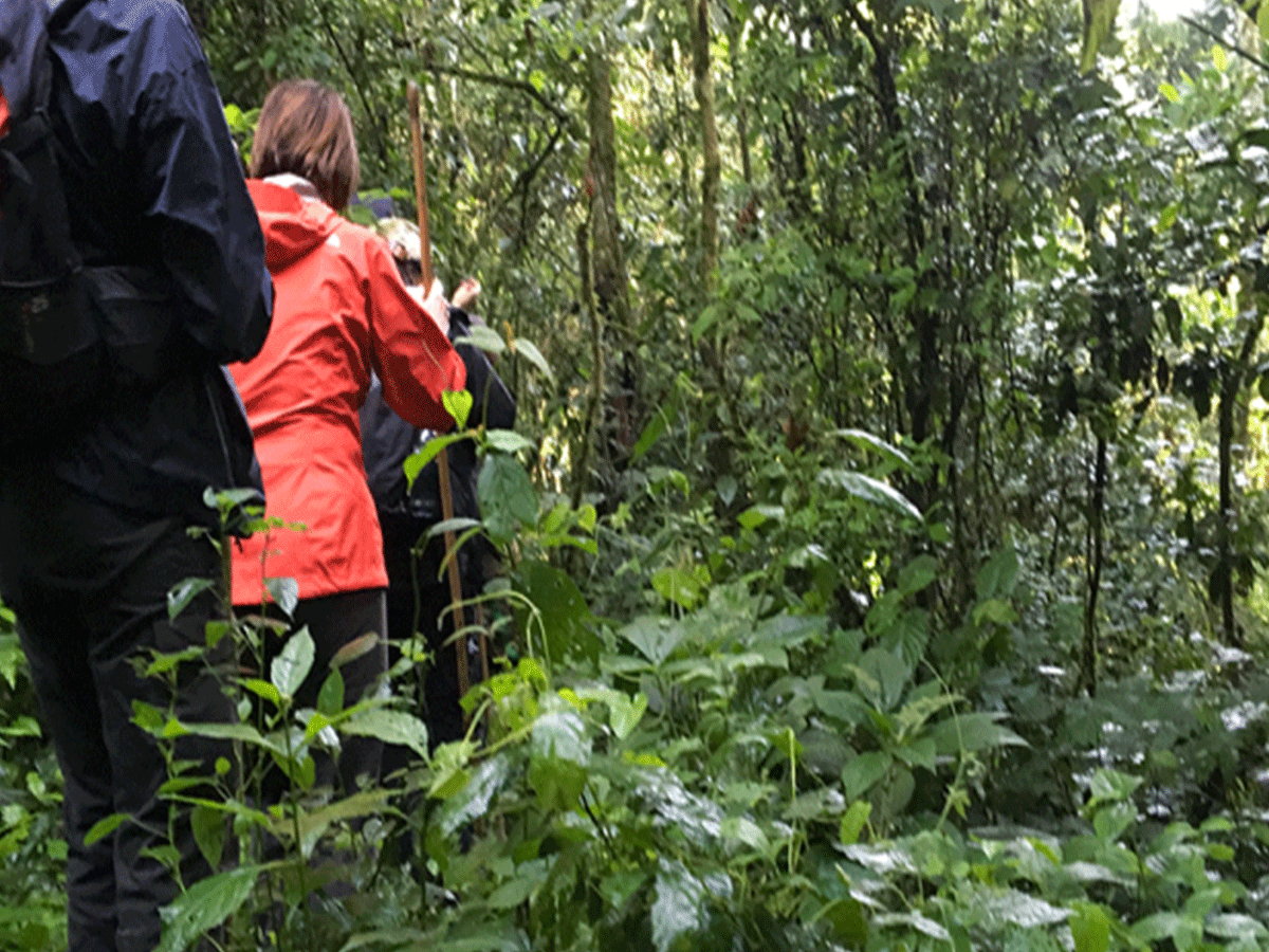 Nature and Hiking trails in Nyungwe National Park