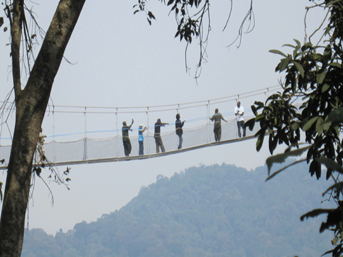 Nyungwe Forest Canopy Walk in Uwinka