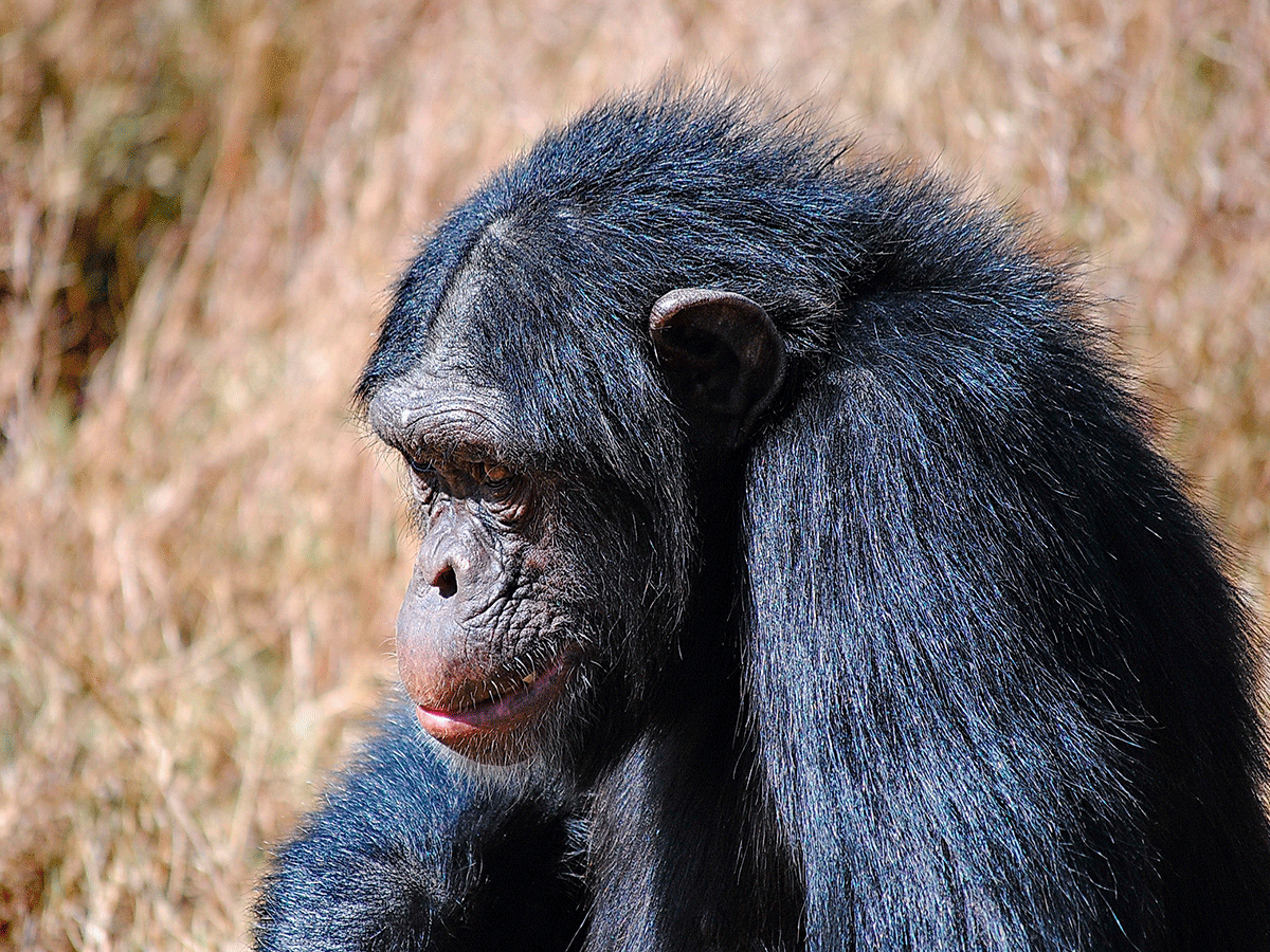 Ol Pejeta Conservancy Laikipia Kenya