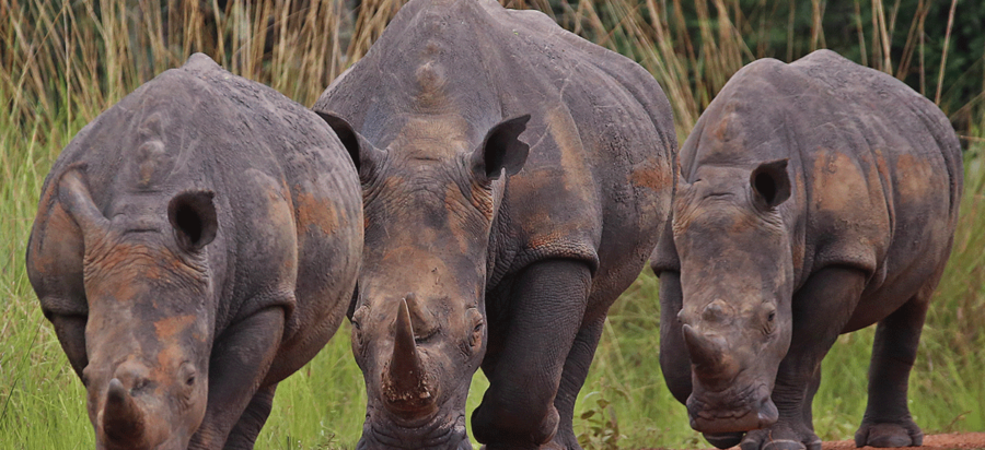 Rhino Trekking in Ziwa Sanctuary