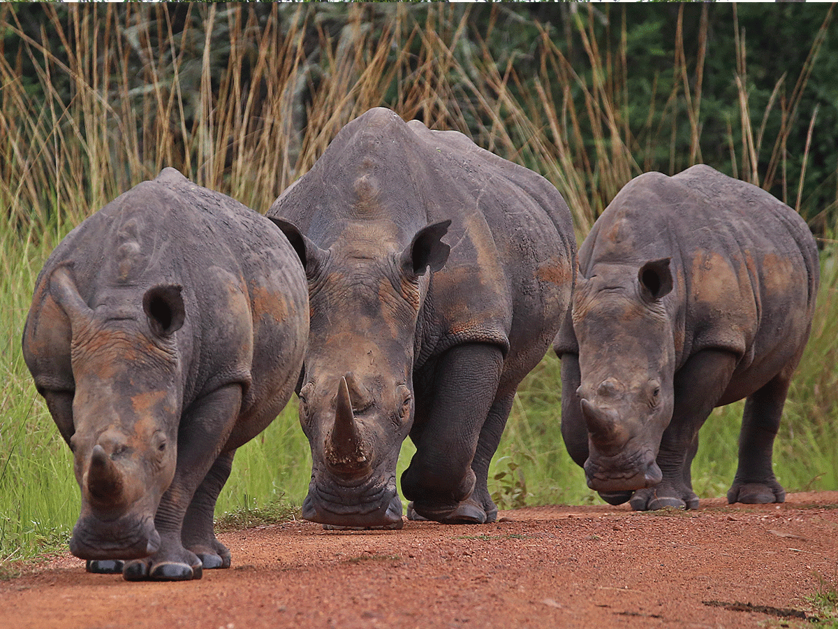 Rhino Trekking in Ziwa Sanctuary