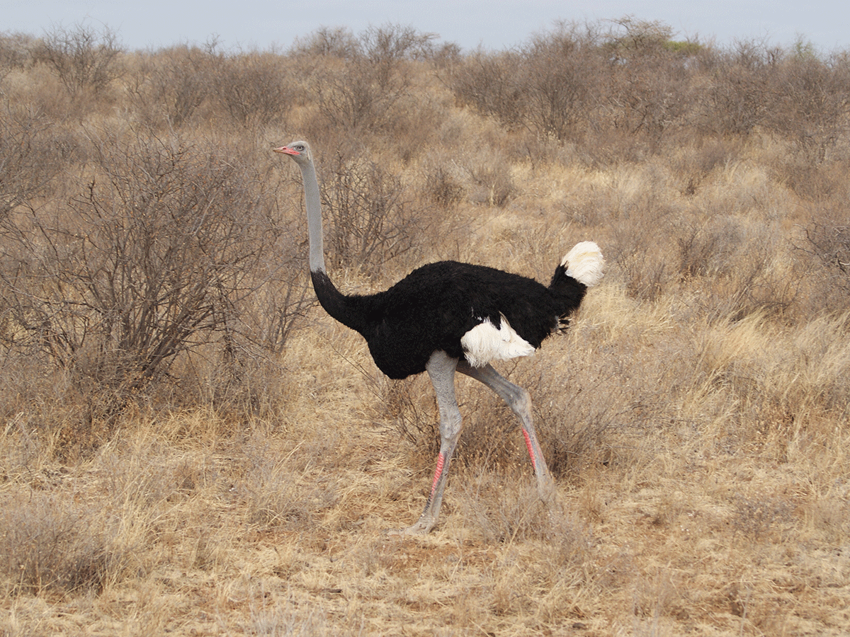 Samburu National Park Kenya