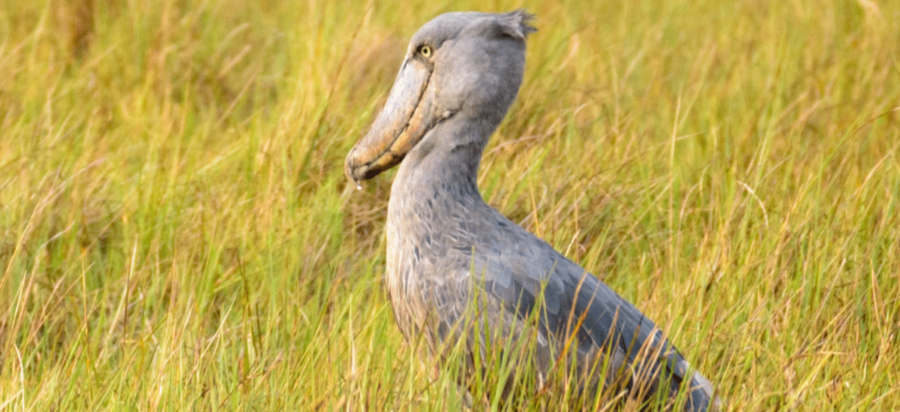 Shoebill trips to Lugogo wetlands