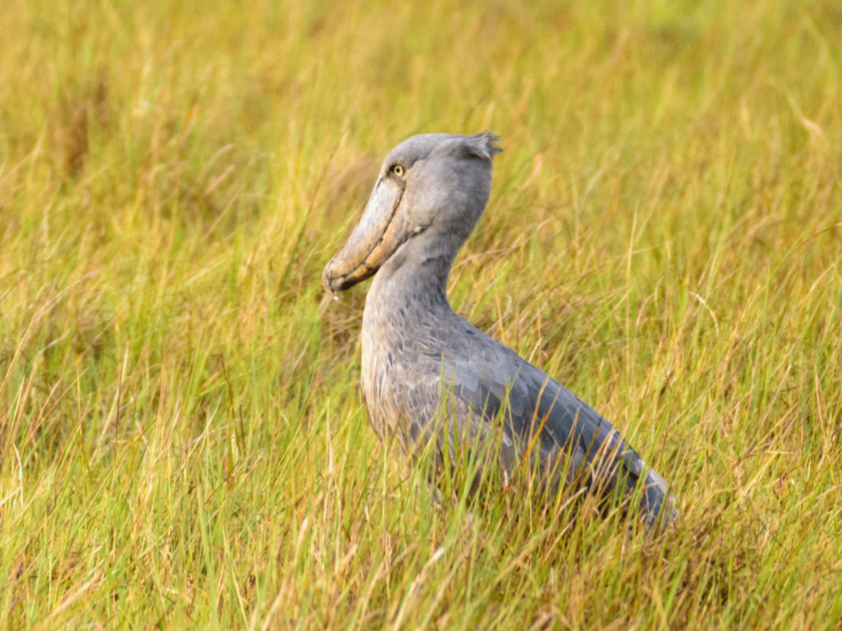 Shoebill trips to Lugogo wetlands