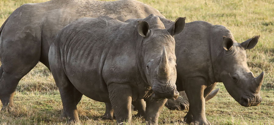 Solio Rhino Reserve Laikipia Kenya