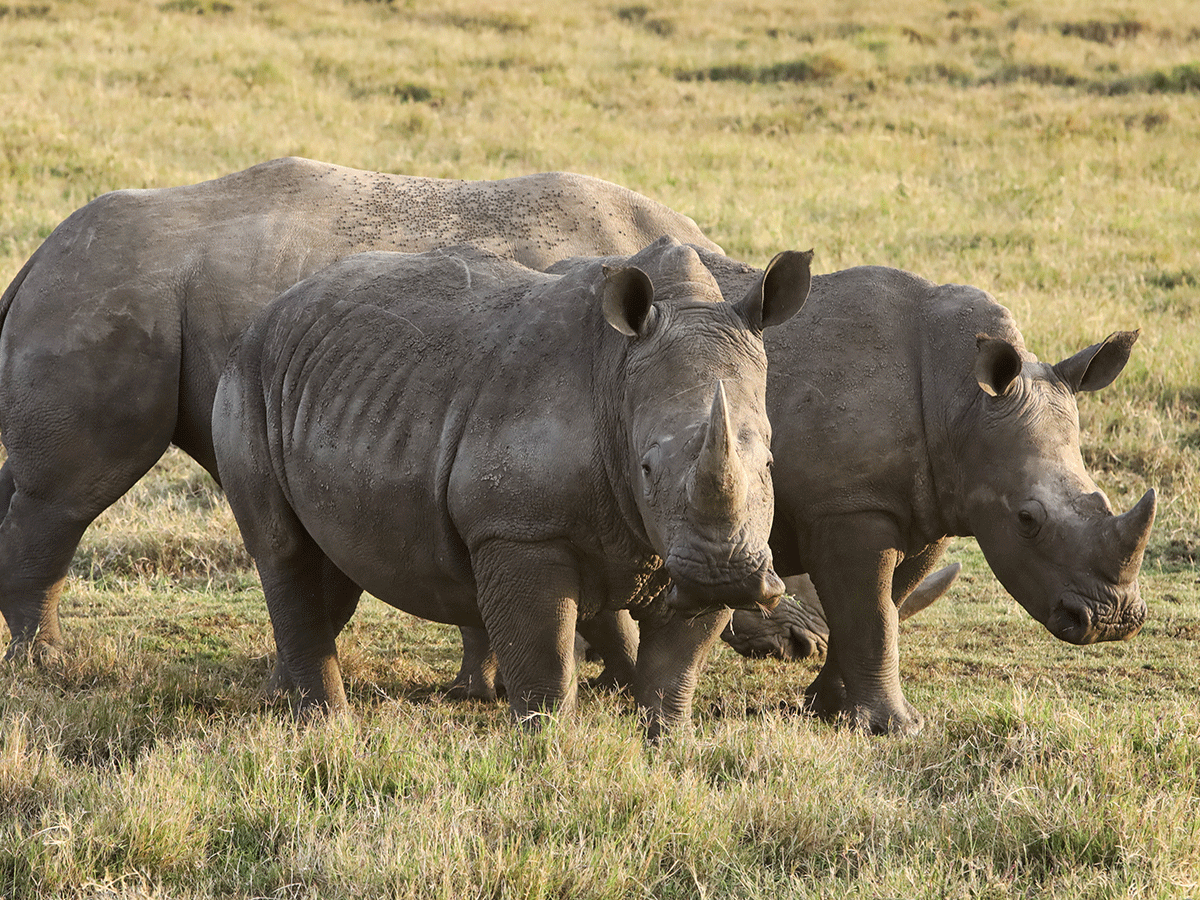 Solio Rhino Reserve Laikipia Kenya