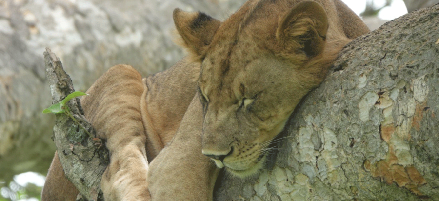 Tree climbing lions of Ishasha Queen Elizabeth