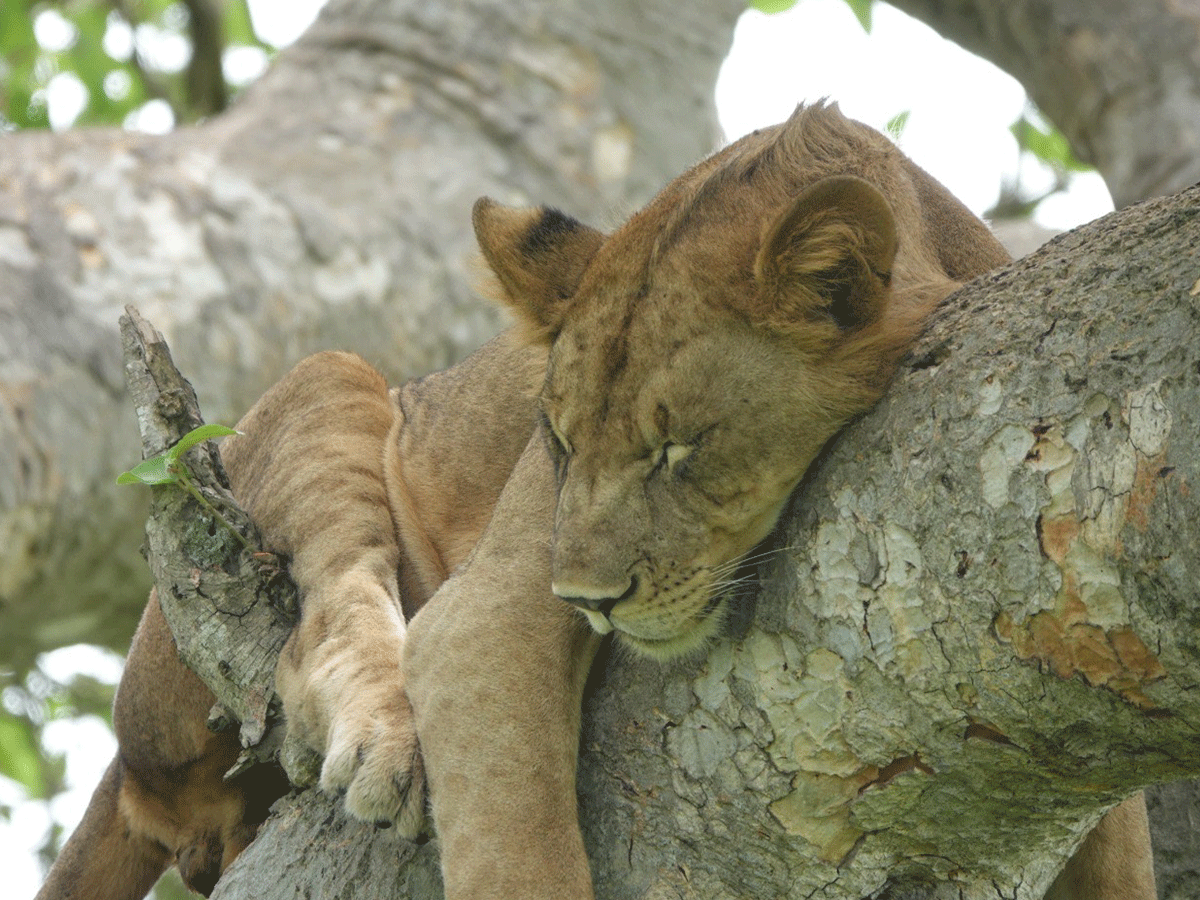 Tree climbing lions of Ishasha Queen Elizabeth