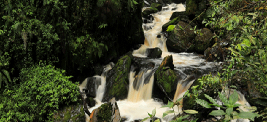 Tropical waterfall walk in Nyungwe Forest