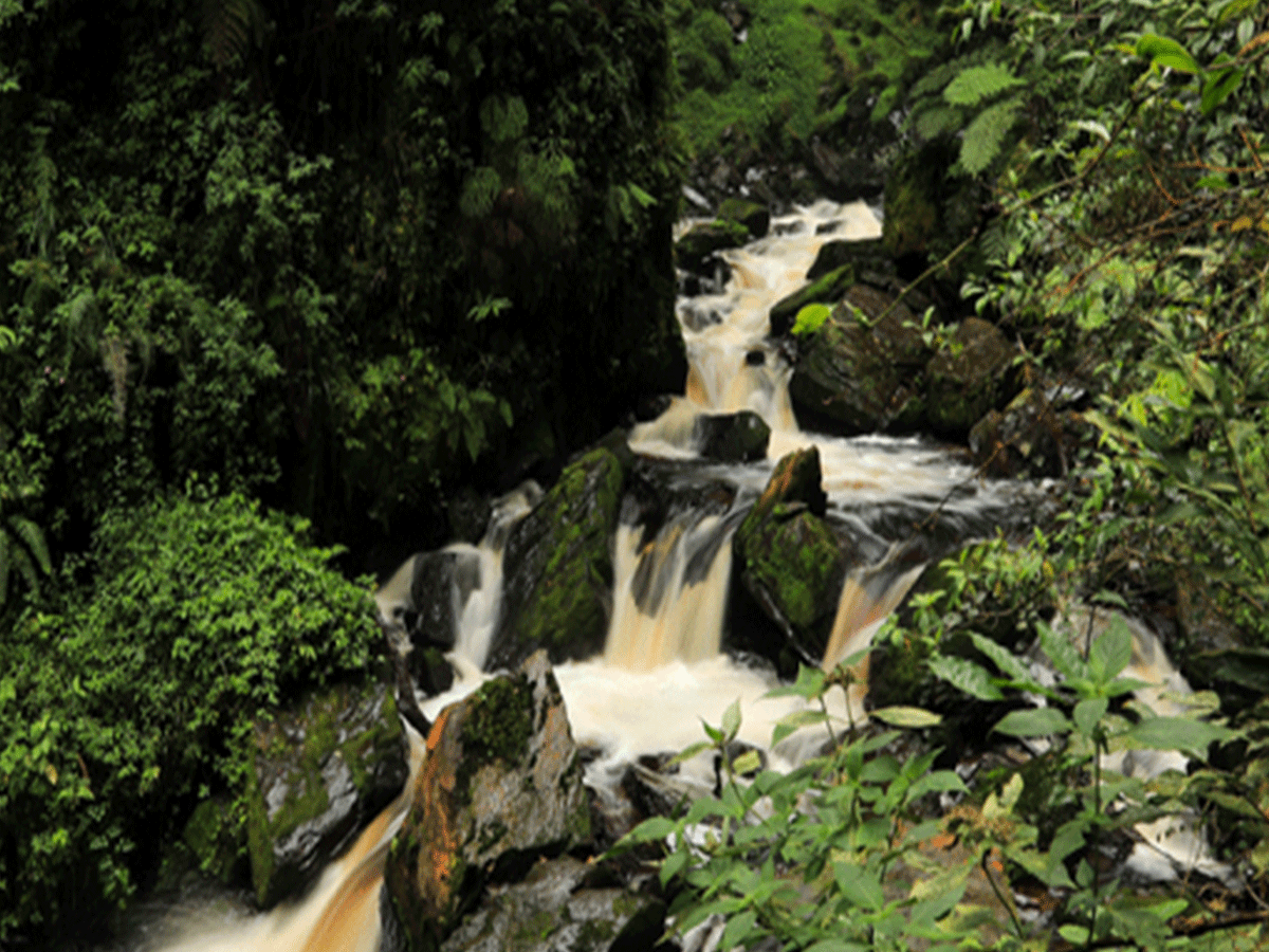 Tropical waterfall walk in Nyungwe Forest