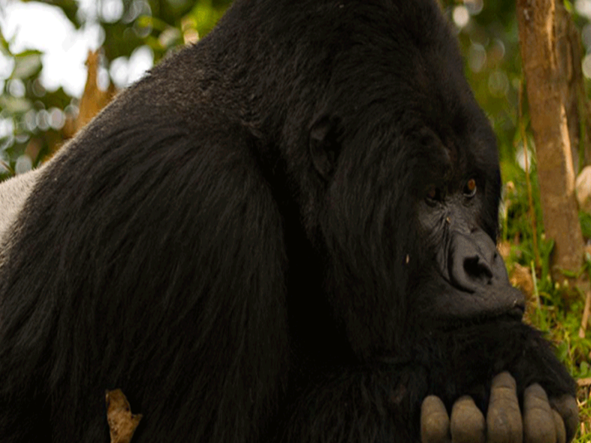 Typical Day of Gorilla trekking in East Africa