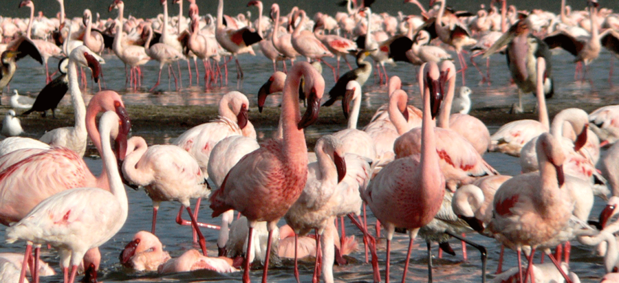 Visit Lake Elementaita for Flamingoes