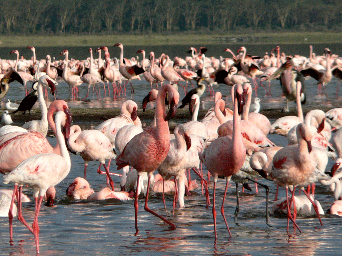 Visit Lake Elementaita for Flamingoes