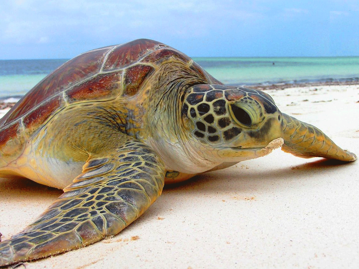 Watamu beach Kenya