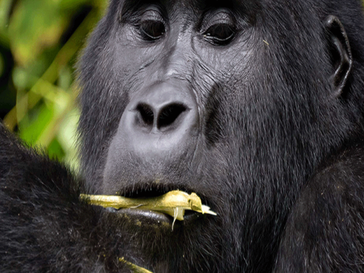 What are the chances of seeing Mountain Gorillas