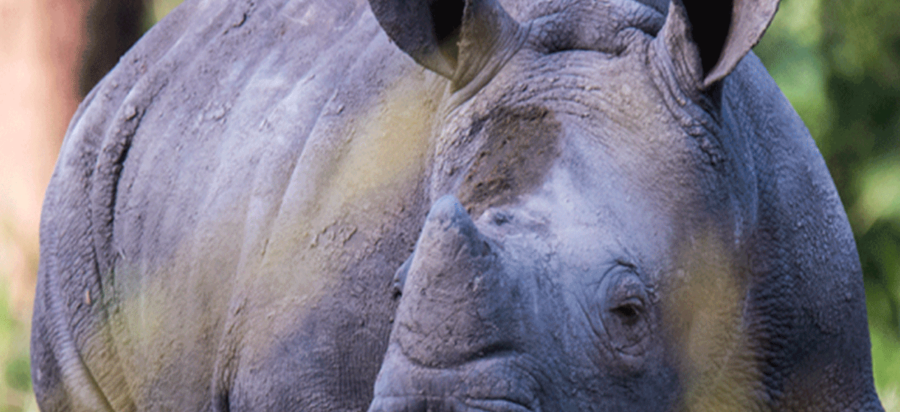 Ziwa Rhino and Wildlife Sanctuary