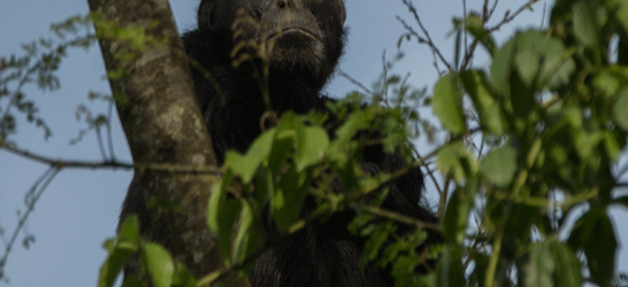 Chimpanzee Trekking in Nyungwe Forest National Park