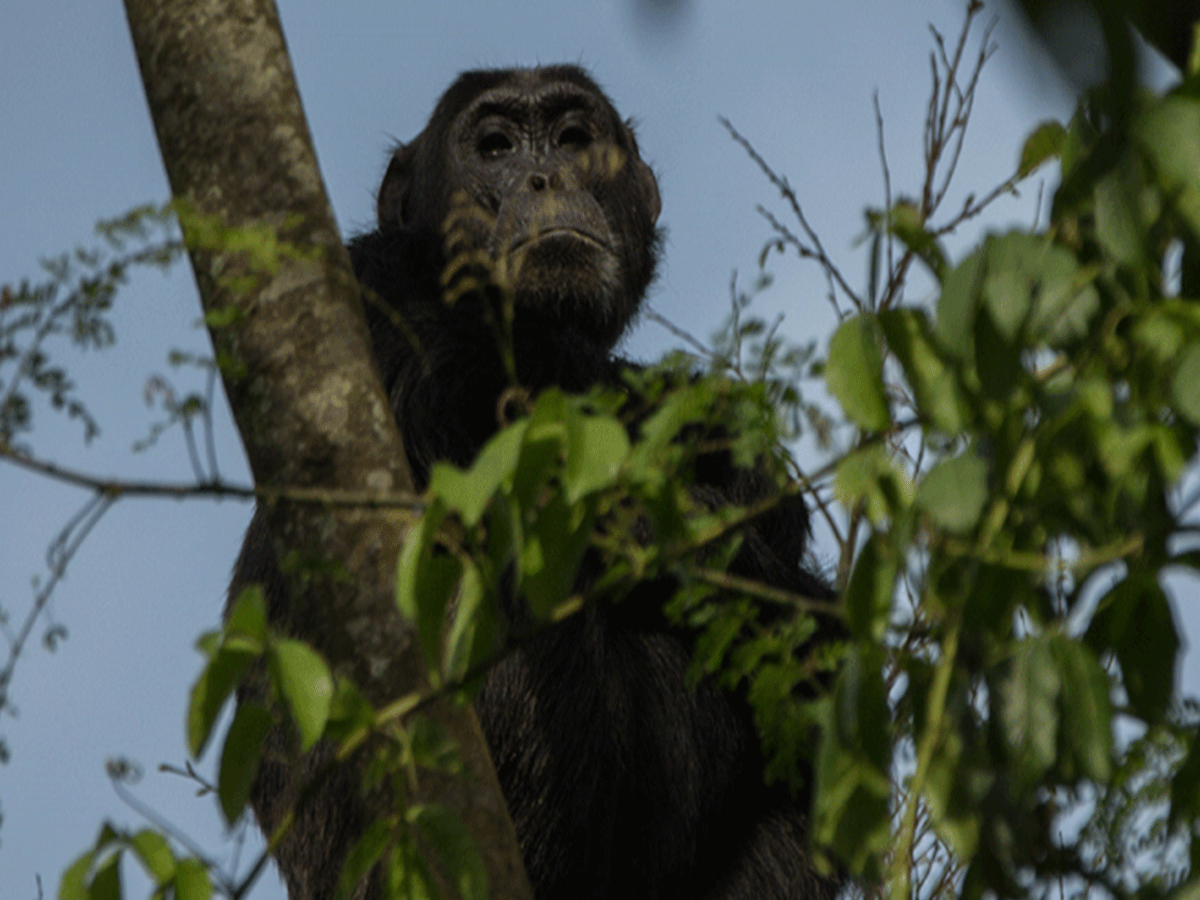 Chimpanzee Trekking in Nyungwe Forest National Park