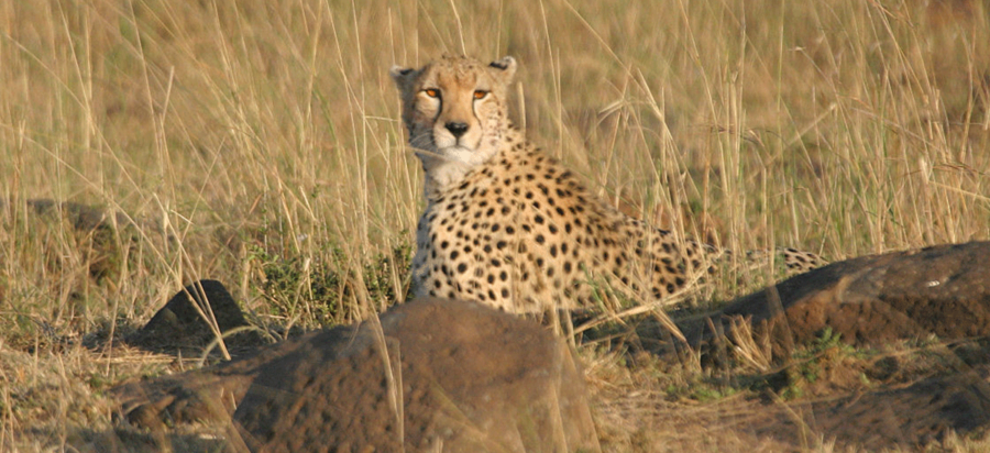 3 Days Masai Mara wildlife safari