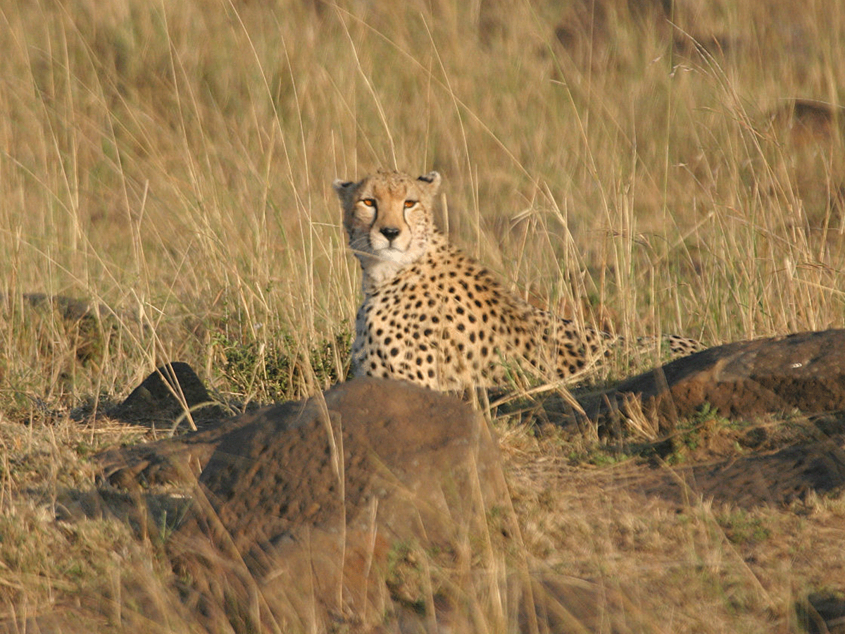 3 Days Masai Mara wildlife safari