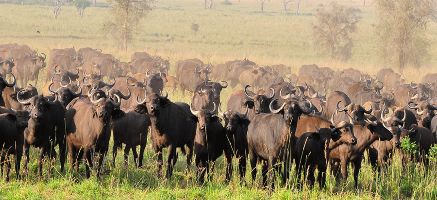 Best place to see Buffalos in East Africa