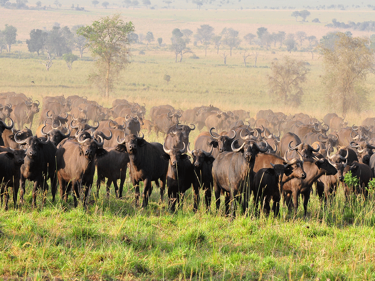 Best place to see Buffalos in East Africa