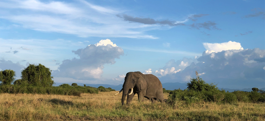 Best place to see Elephants in East Africa