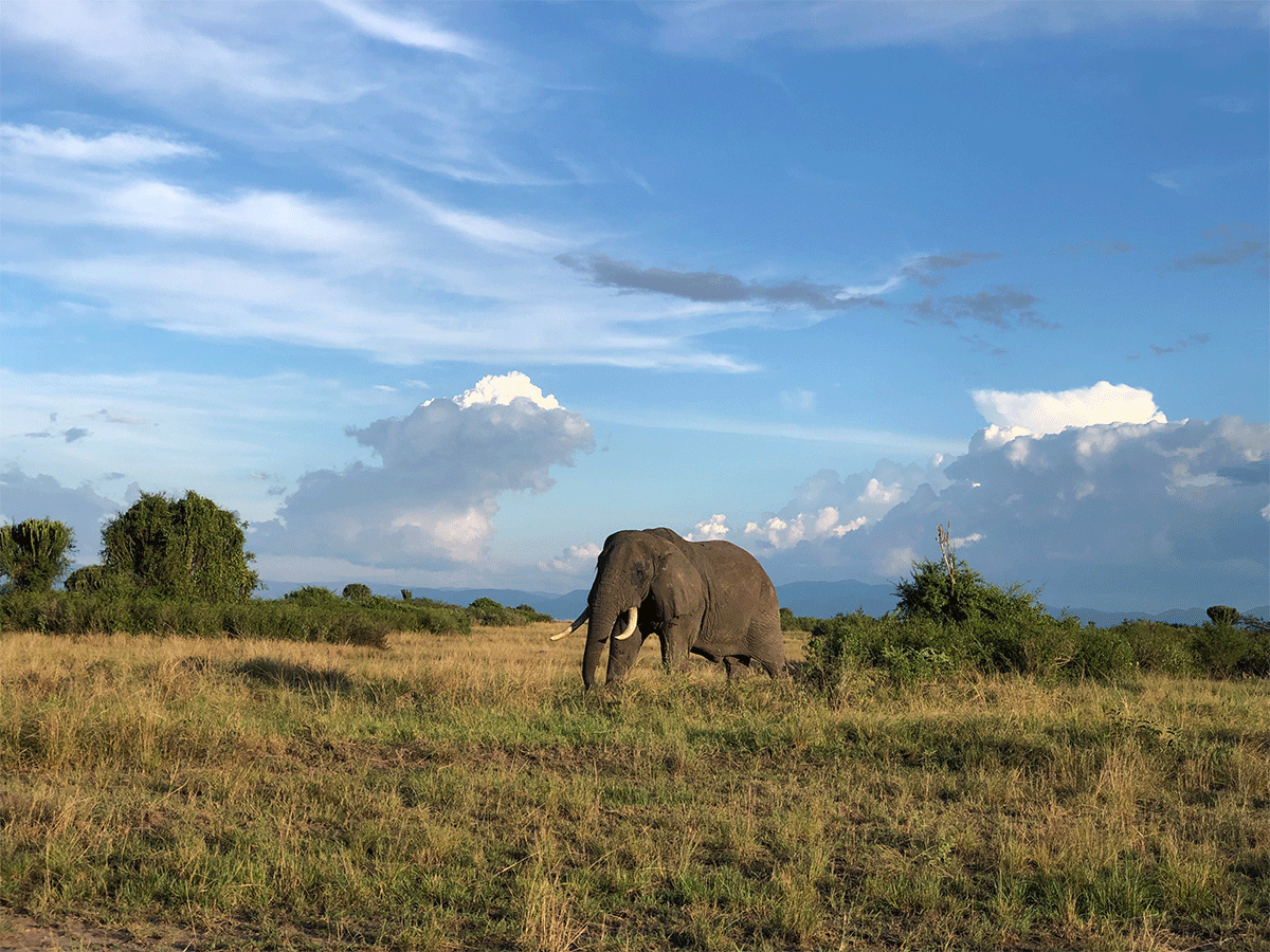 Best place to see Elephants in East Africa