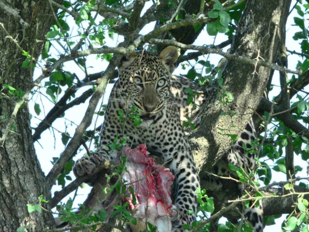 Best place to see leopards in East Africa