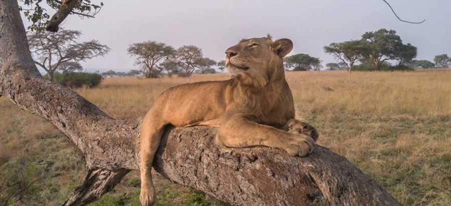 Best place to see lions in East Africa