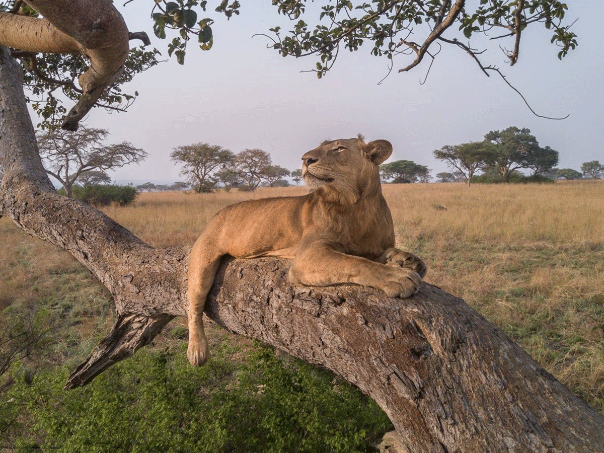 Best place to see lions in East Africa