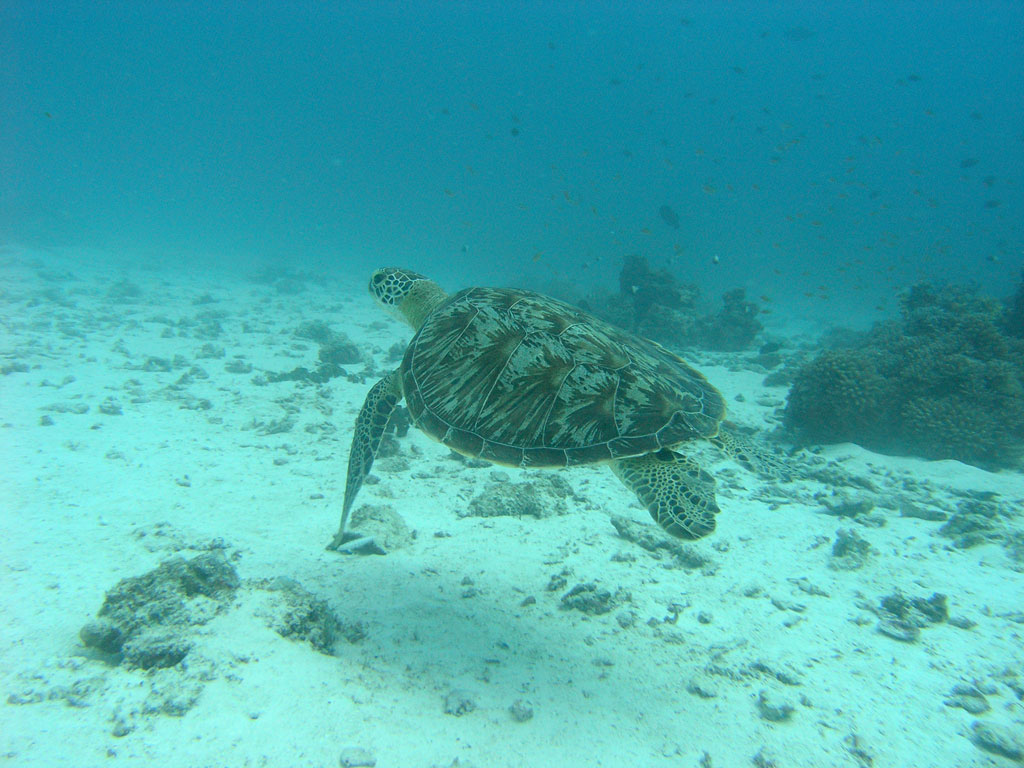 Diving Trips on Pemba Island.