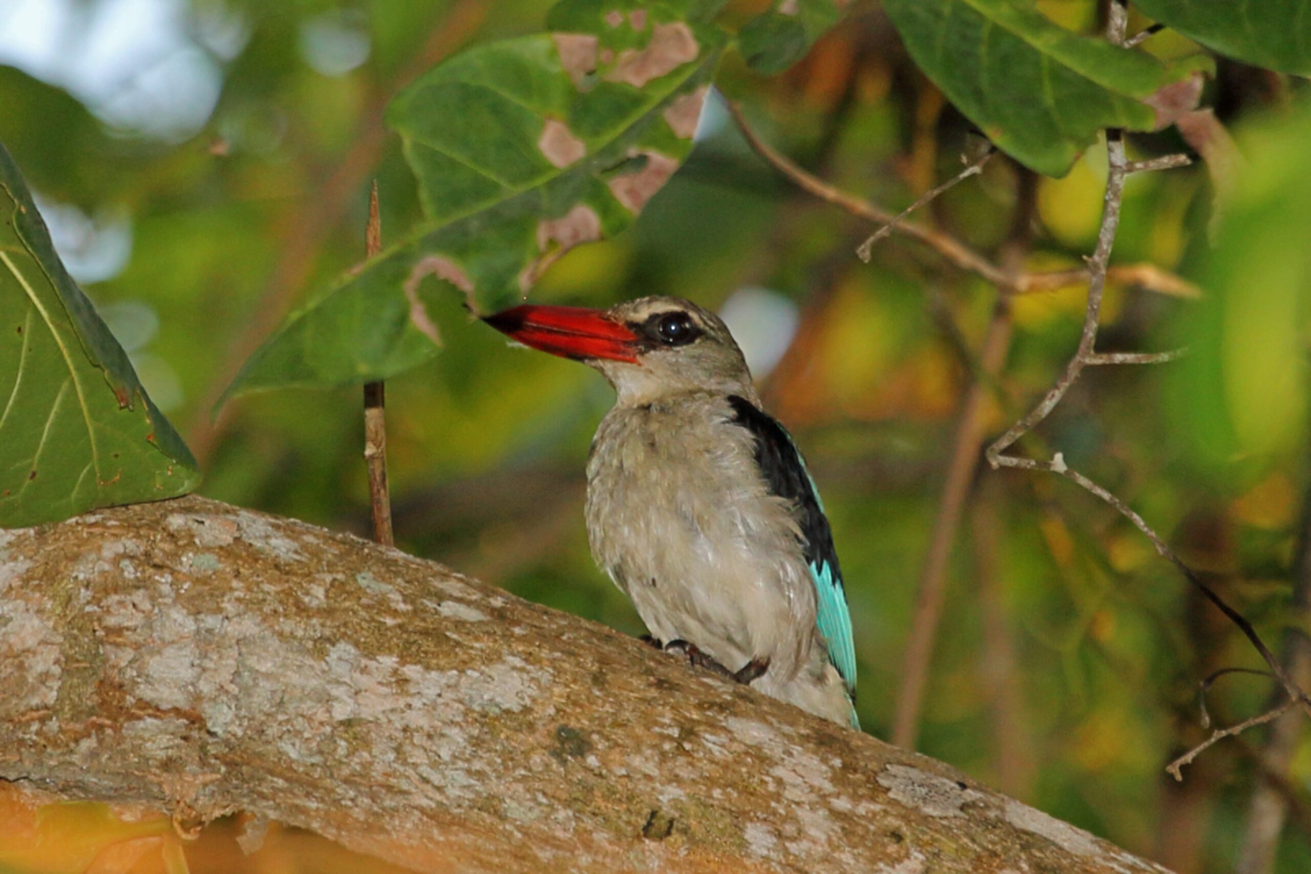 Ngezi Forest Tour at Pemba island