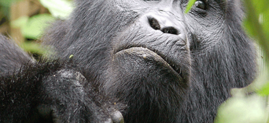 What is mountain gorilla habituation Experience?